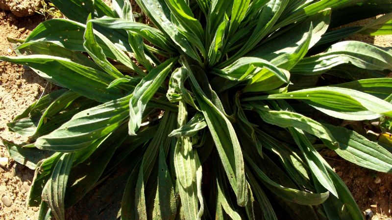 Plantago lanceolata?