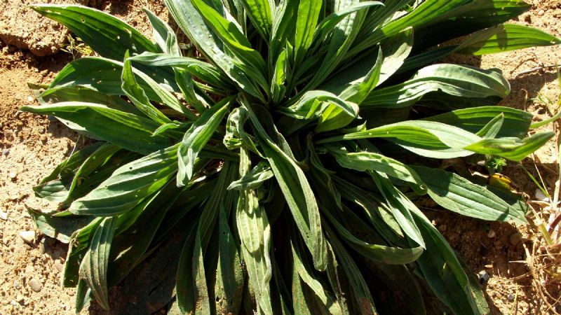 Plantago lanceolata?