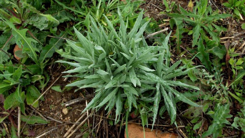 Xeranthemum cfr. cylindraceum