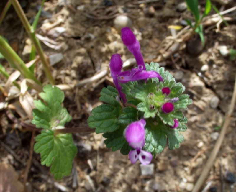 Lamium amplexicaule  (Lamiaceae)