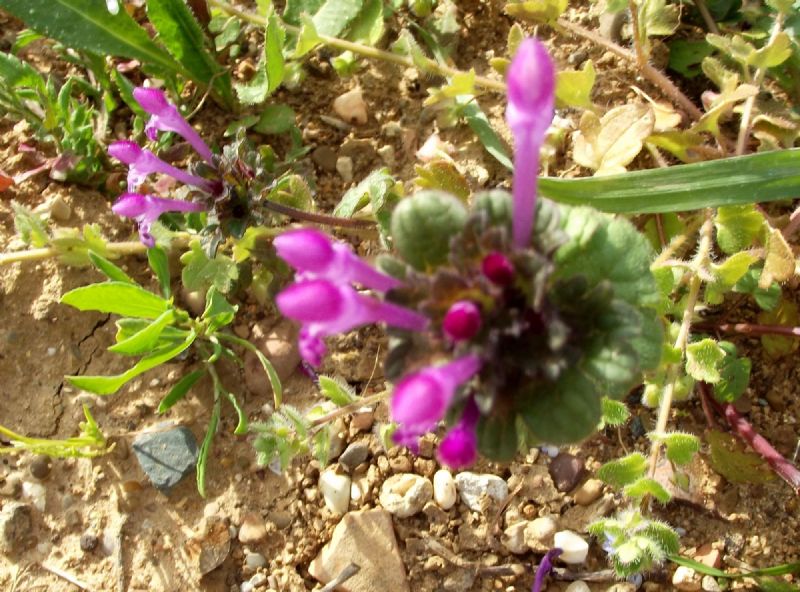 Lamium amplexicaule  (Lamiaceae)