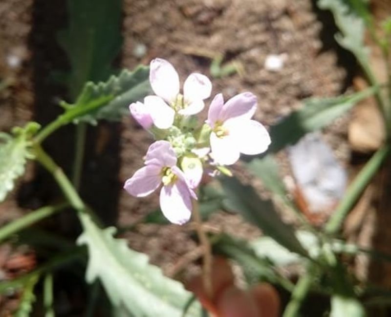 piccolo fiore violetto:  Cakile maritima (Brassicaceae)