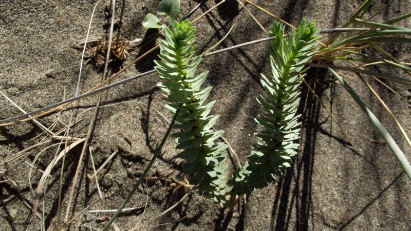 Euphorbia sp. (cfr. paralias o pithyusa)