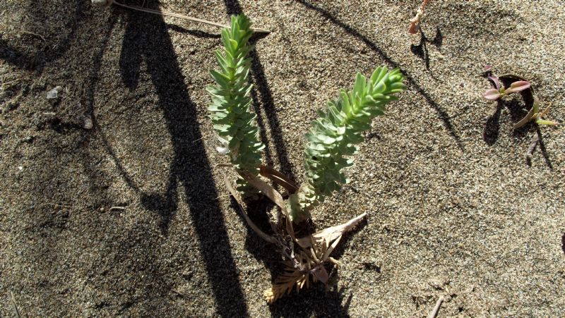 Euphorbia sp. (cfr. paralias o pithyusa)