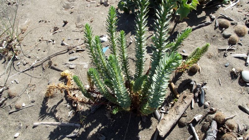 Euphorbia sp. (cfr. paralias o pithyusa)