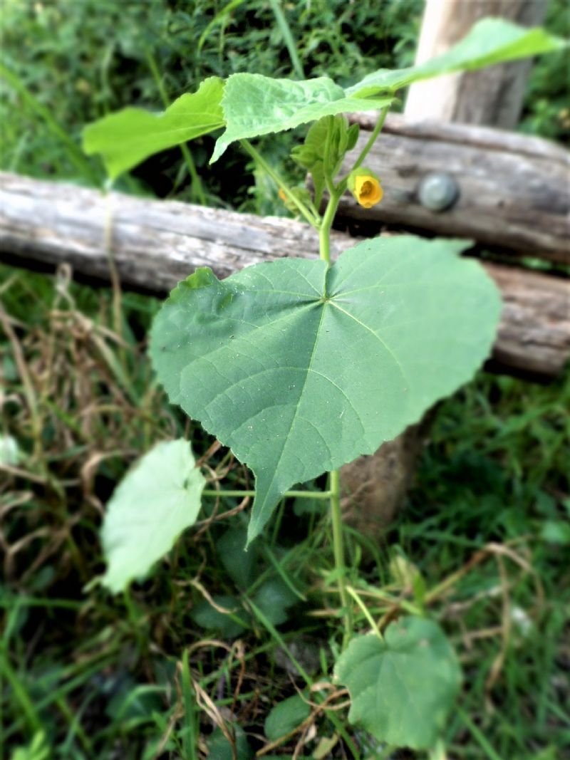 Abutilon theophrasti (Malvaceae)