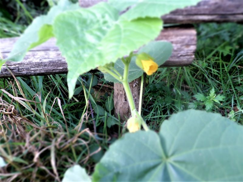 Abutilon theophrasti (Malvaceae)