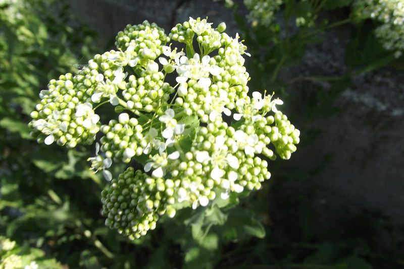 Apiacea?  No, Lepidium draba (Brassicaceae)