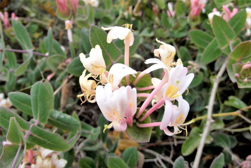 Lonicera implexa Aiton (Caprifoliaceae)