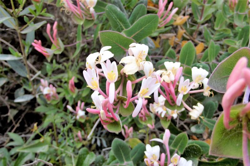 Lonicera implexa Aiton (Caprifoliaceae)