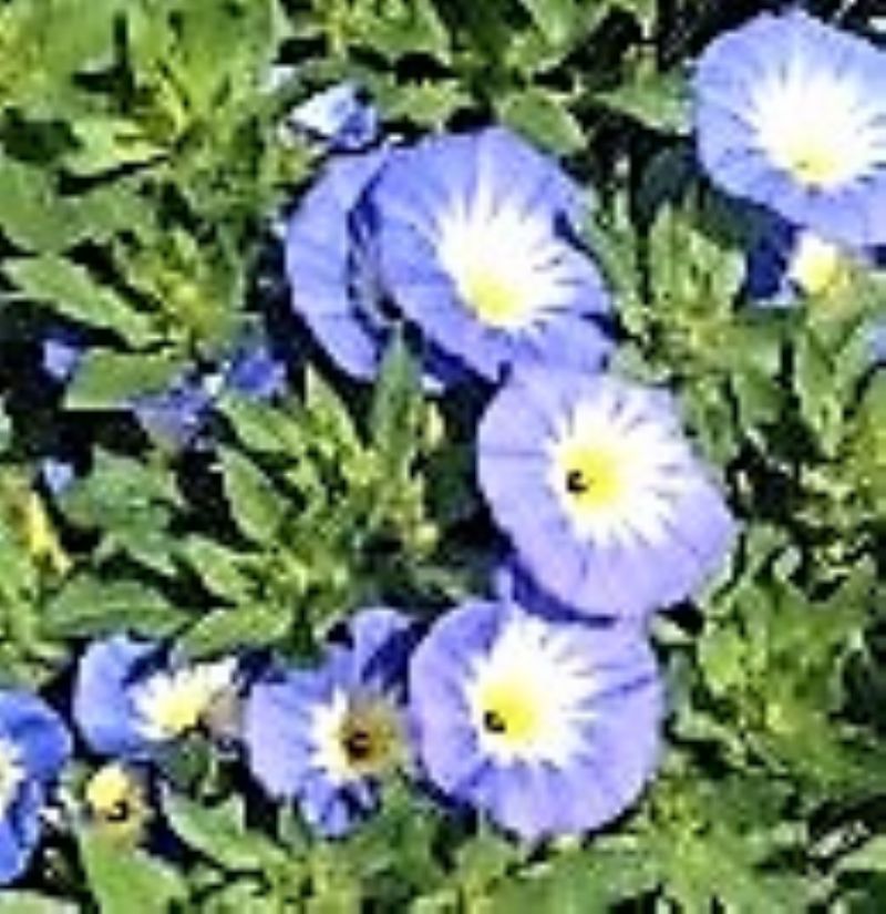 Convolvulus tricolor L. (Convolvulaceae)