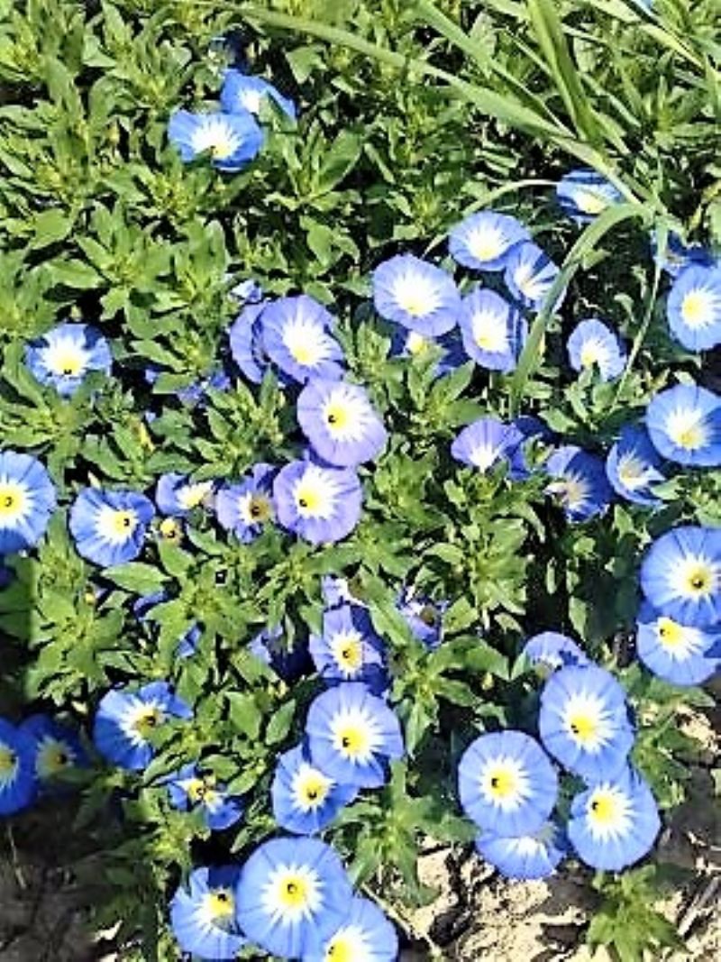 Convolvulus tricolor L. (Convolvulaceae)