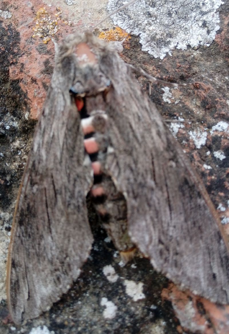 Agrius convolvuli (Sphingidae)