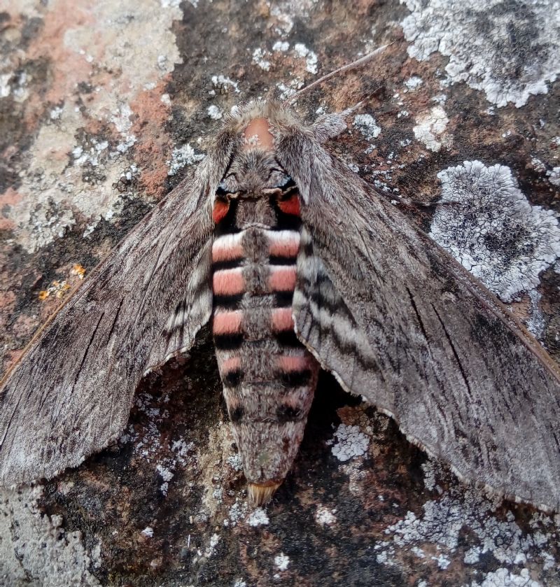 Agrius convolvuli (Sphingidae)