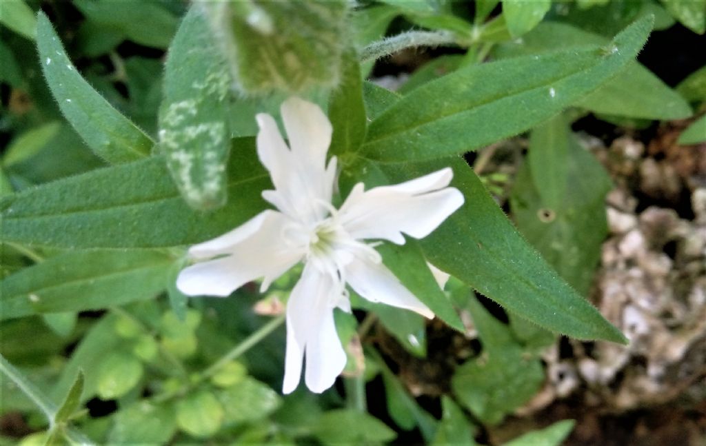 Silene latifolia (Caryophyllaceae)