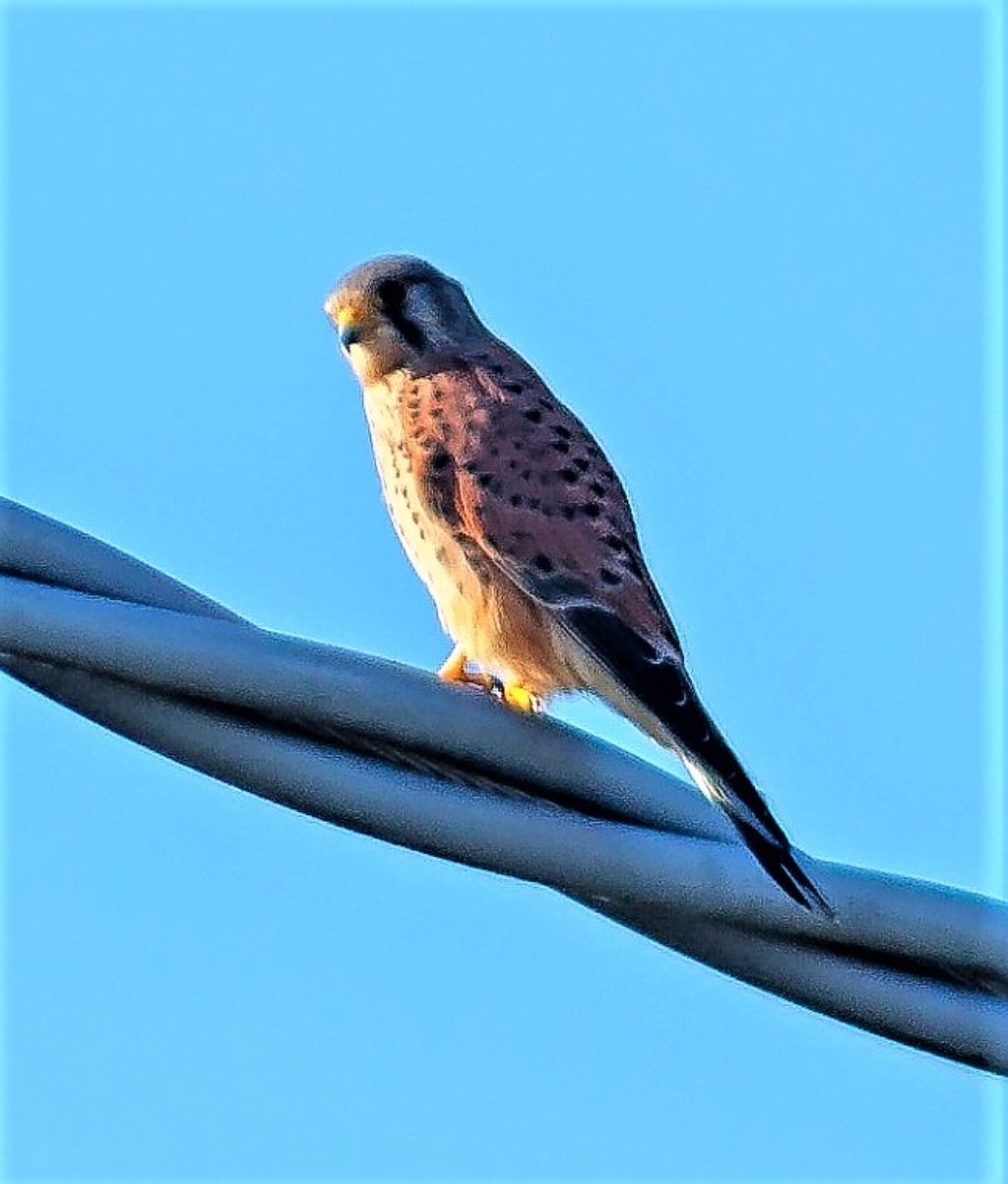 Gheppio (Falco tinnunculus), maschio