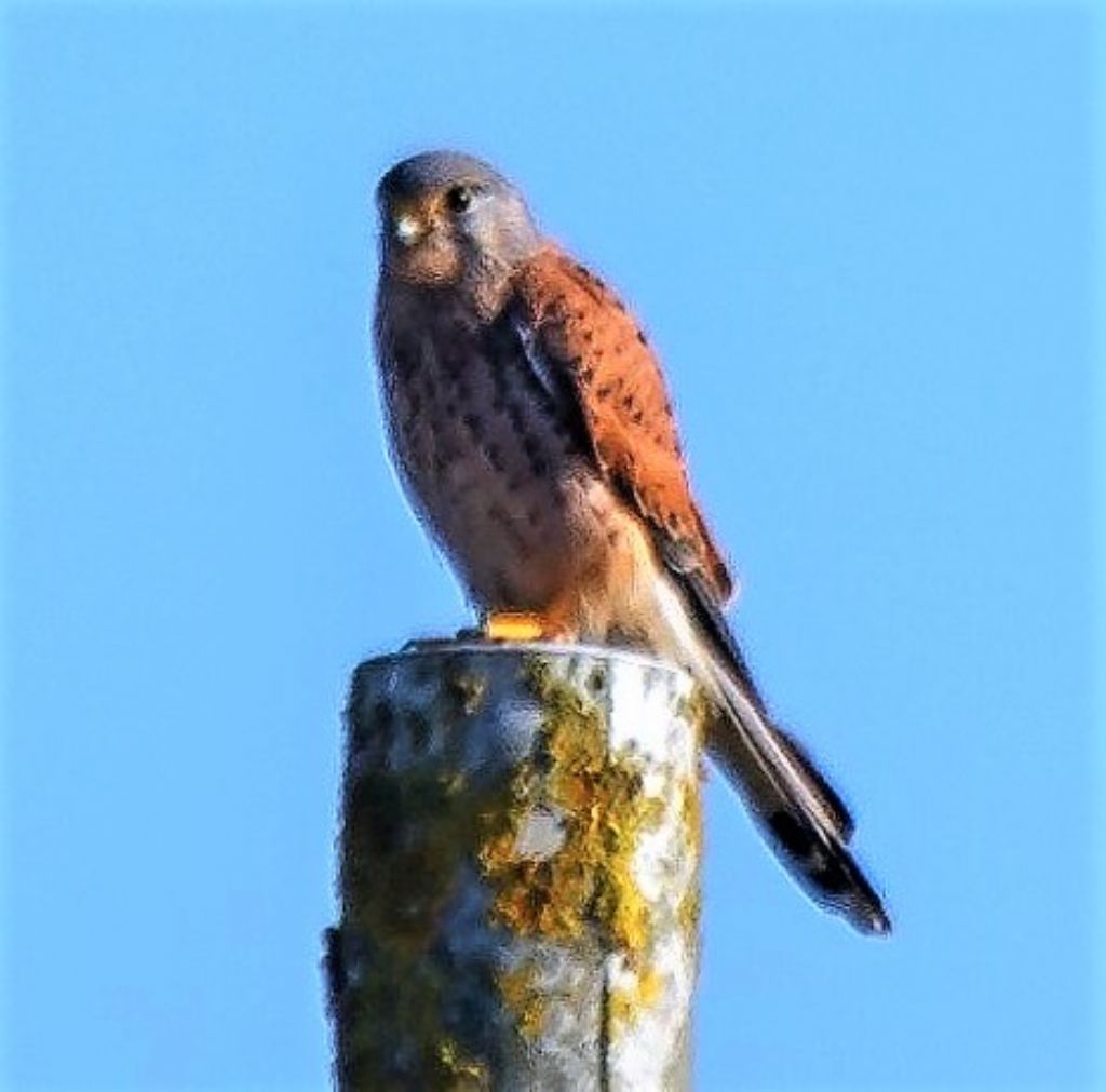 Gheppio (Falco tinnunculus), maschio