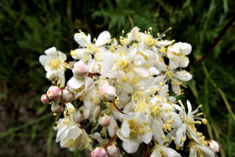 Filipendula vulgaris (Rosaceae)