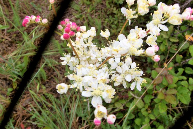 Filipendula vulgaris (Rosaceae)