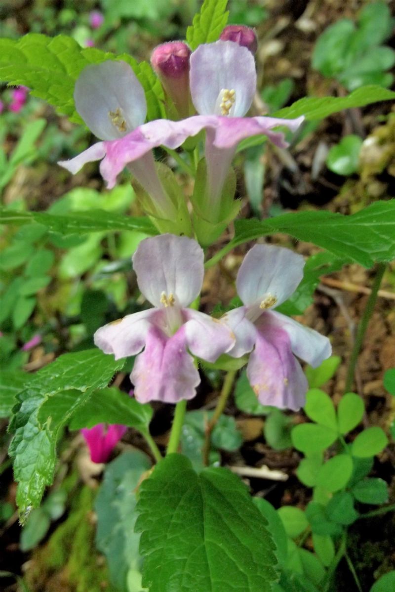 Melittis melissophyllum (Lamiaceae)