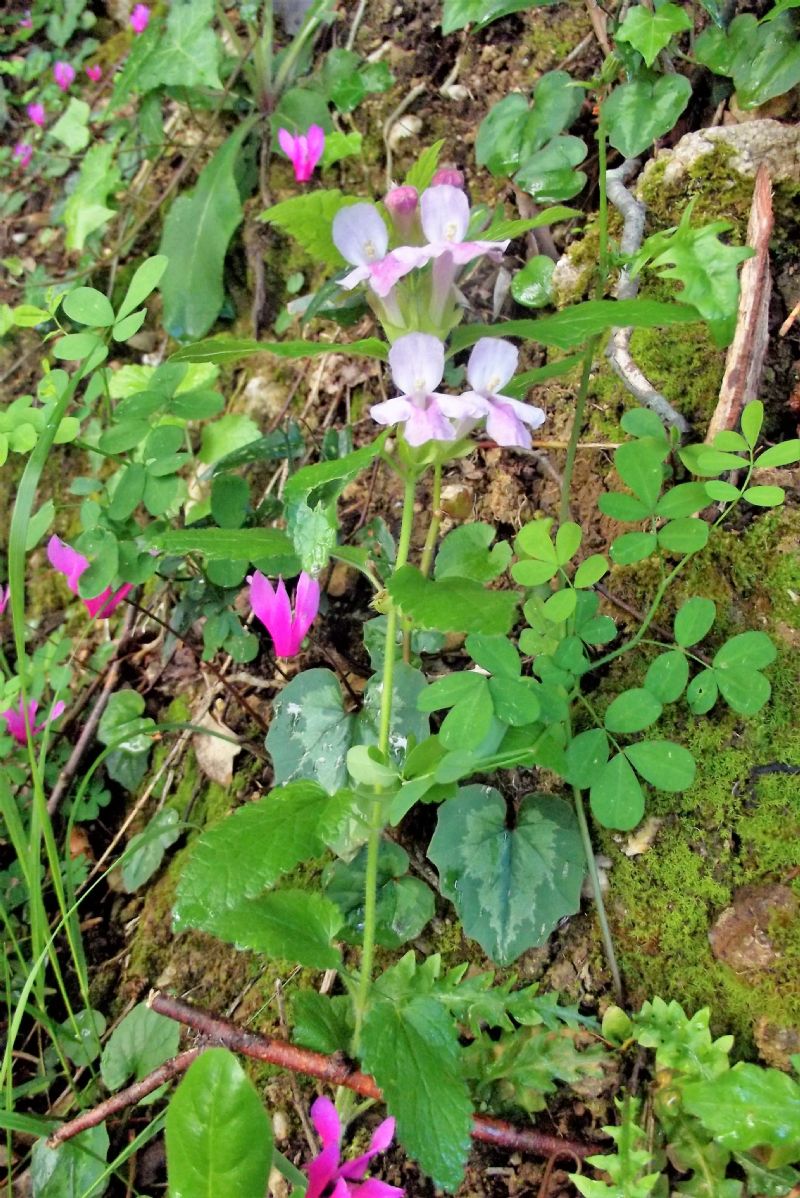 Melittis melissophyllum (Lamiaceae)