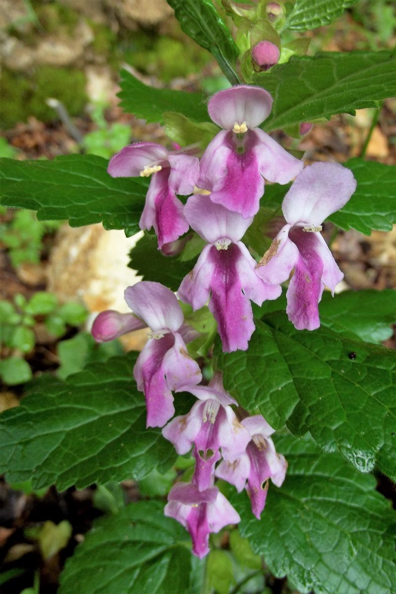 Melittis melissophyllum (Lamiaceae)