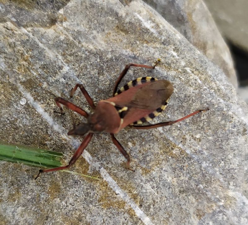 Reduviidae:  Rhynocoris erythropus