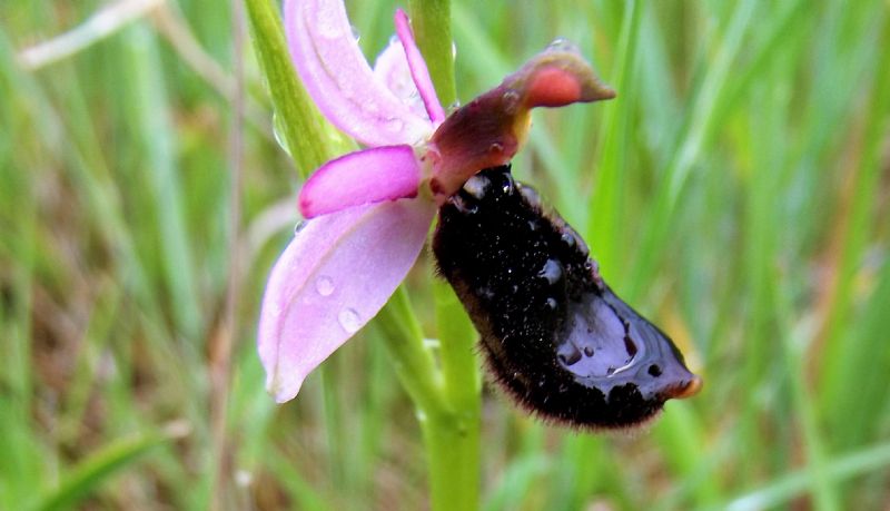 ophrys