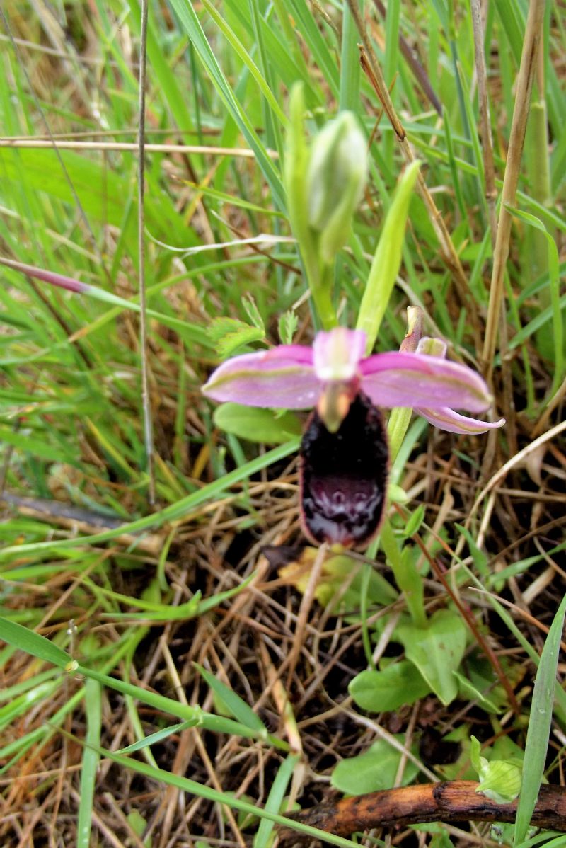 ophrys