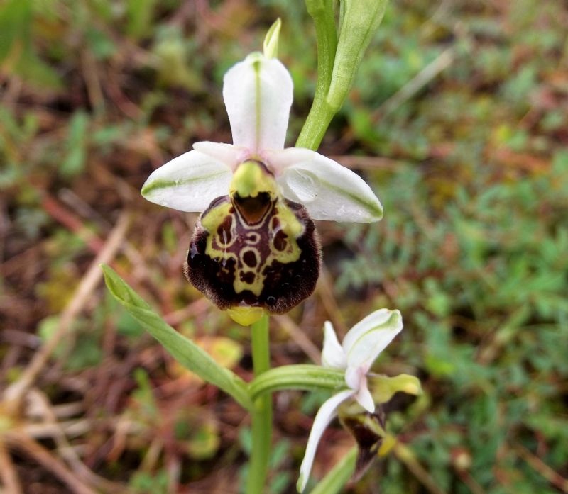 Ophrys