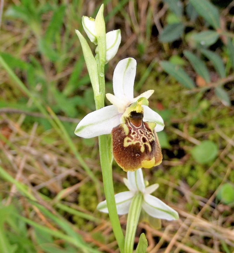 Ophrys