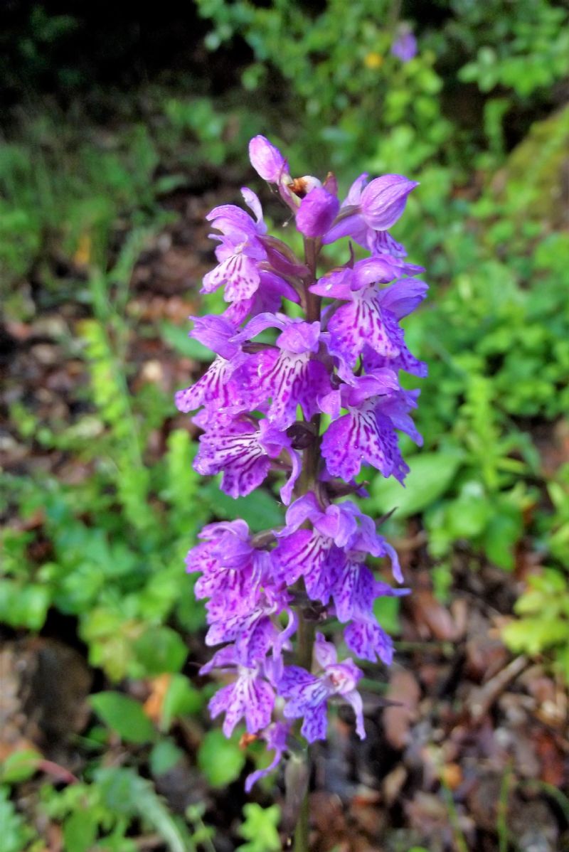 Dactylorhiza