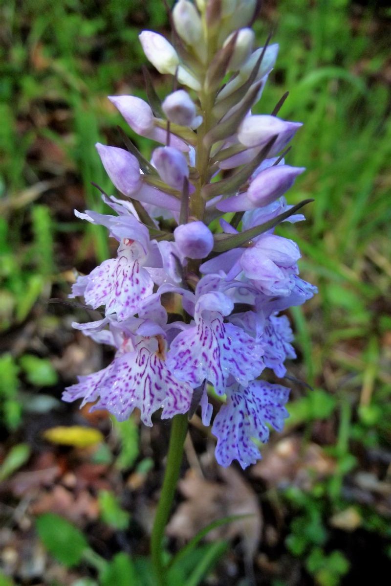 Dactylorhiza