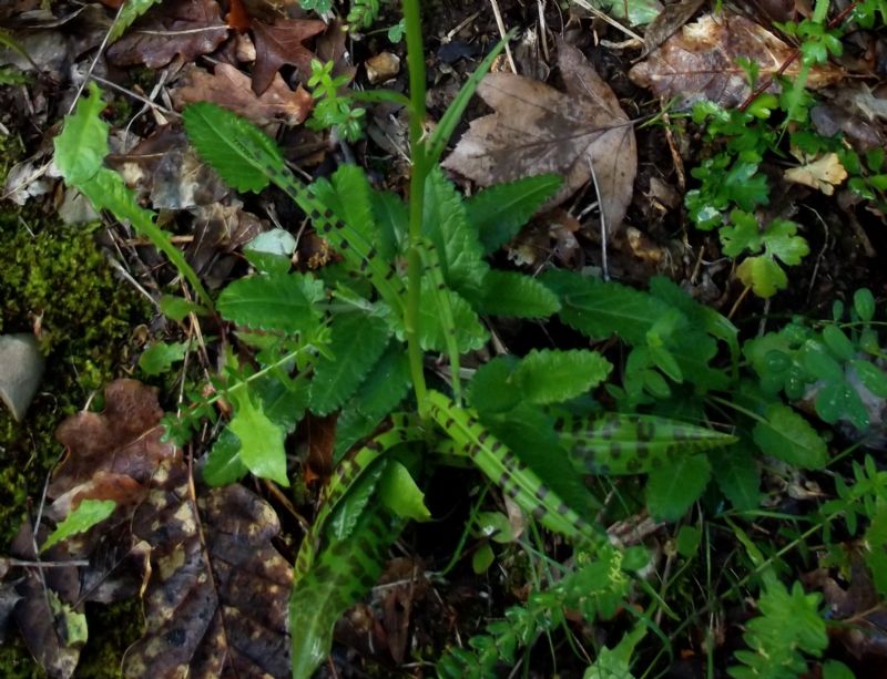 Dactylorhiza