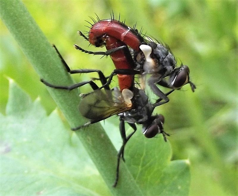 Tachinidae:  Cylindromyia sp.