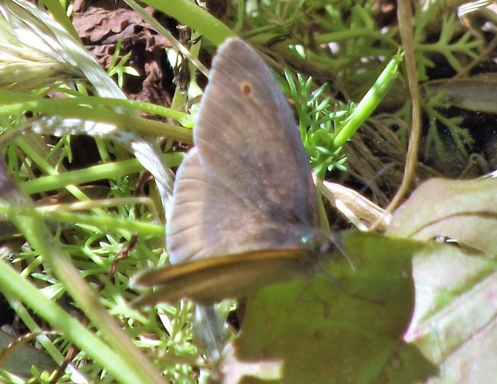 Maniola jurtina  (Nymphalidae Satyrinae)