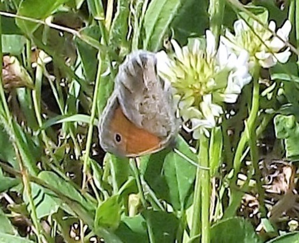 Maniola jurtina  (Nymphalidae Satyrinae)