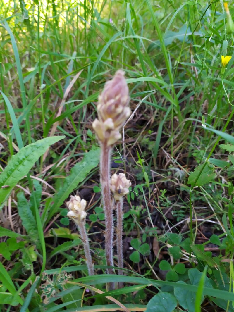 Orobanche