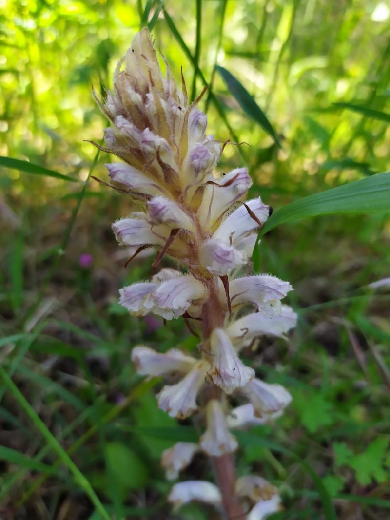 Orobanche