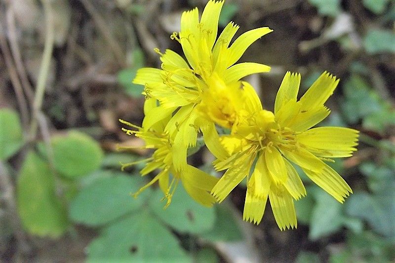 Asteracea gialla: cfr. Hieracium sp.