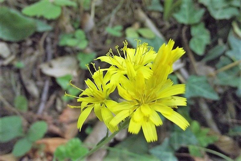 Asteracea gialla: cfr. Hieracium sp.