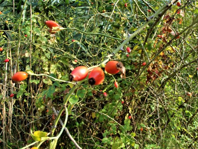 Rosa canina?... Rosa sp.