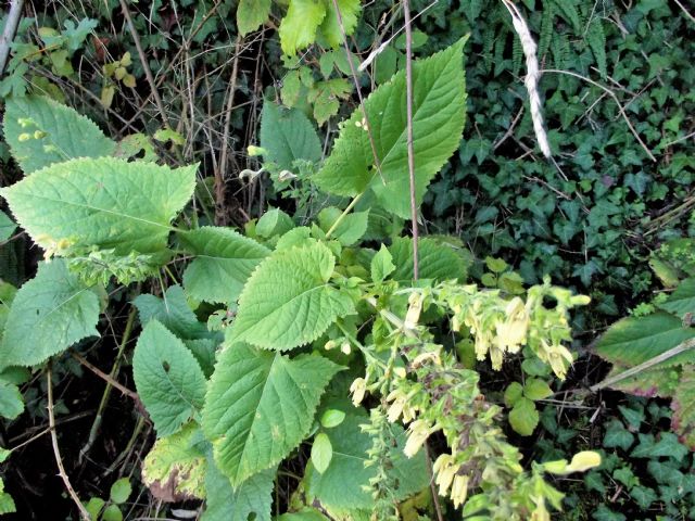 Lamiaceae: Salvia glutinosa