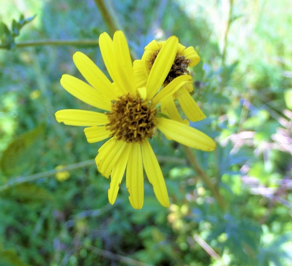 asteracea gialla