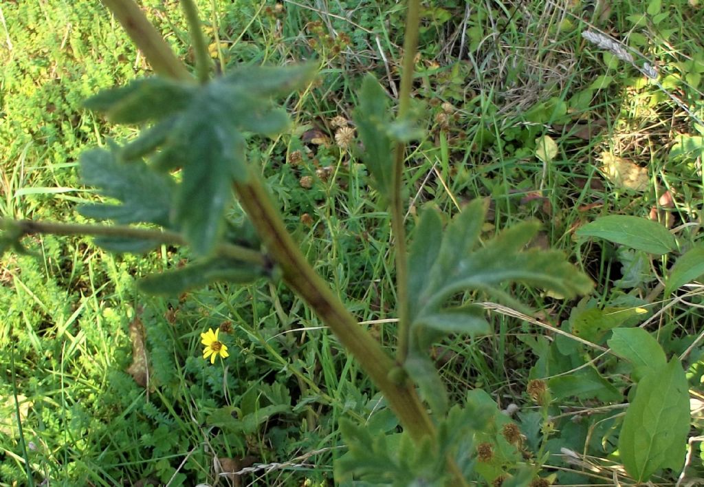 asteracea gialla