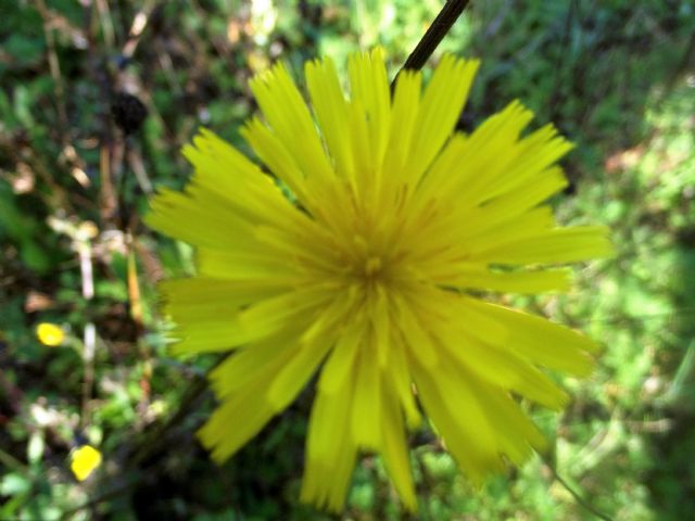 Asteraceae sp.