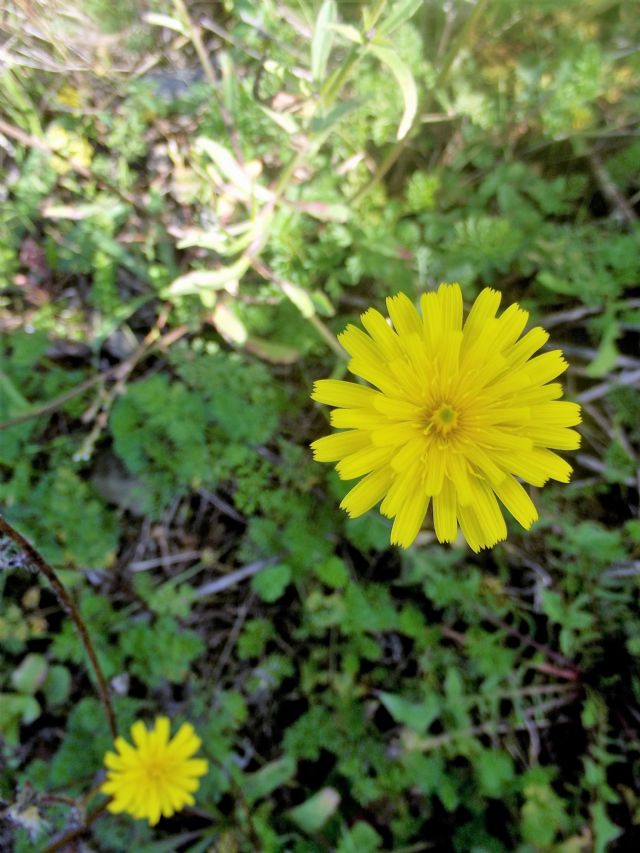 Asteraceae sp.