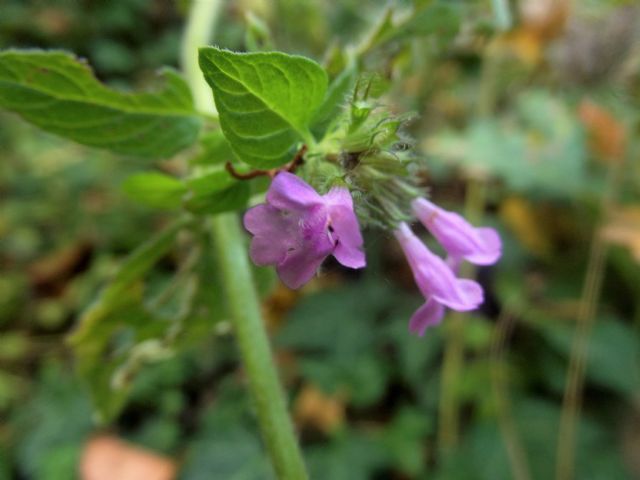 Lamiaceae: Clinopodium vulgare