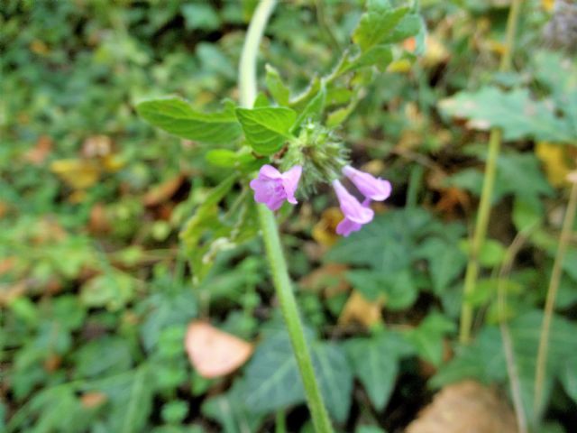 Lamiaceae: Clinopodium vulgare