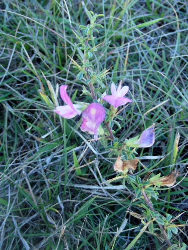 Ononis spinosa (Fabaceae)